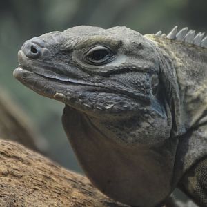 Cyclura collei