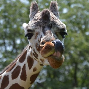 Giraffa camelopardalis reticulata