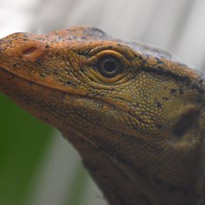 Varanus olivaceus
