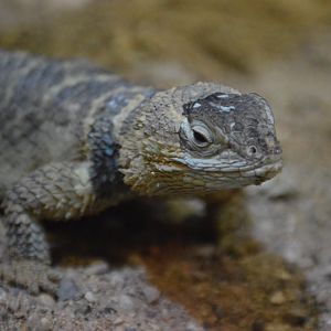 Sceloporus serrifer
