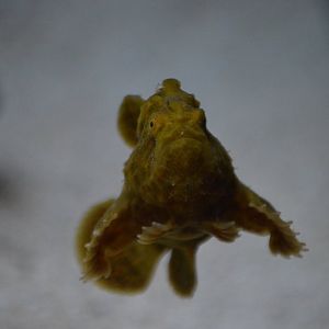 Juvenile Antennarius maculatus