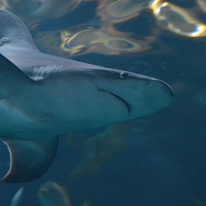 Carcharhinus plumbeus