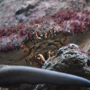 Pseudocarcinus gigas