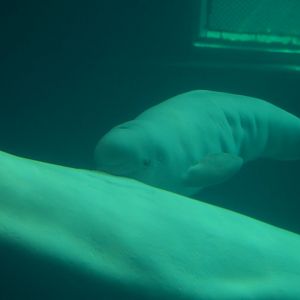 Mauyak and her calf, Delphinapterus leucas