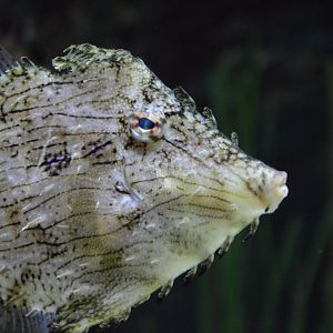 Chaetodermis penicilligerus