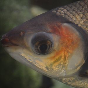 Semaprochilodus insignis