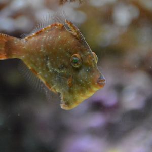 Acreichthys radiatus