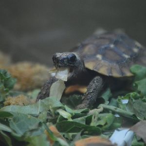 Kinixys homeana hatchling