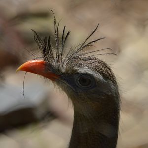 Cariama cristata