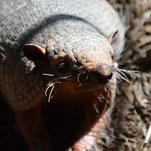 Euphractus sexcinctus