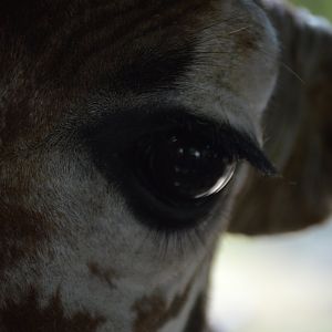 Giraffa camelopardalis reticulata, Ferrell