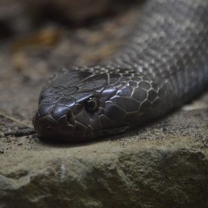 Naja nigricincta nigricincta