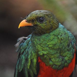 Pharomachrus auriceps