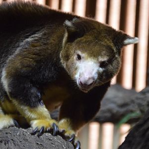 Dendrolagus matschiei