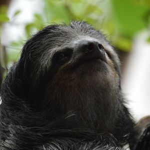 Jewel, Bradypus variegatus ephippiger