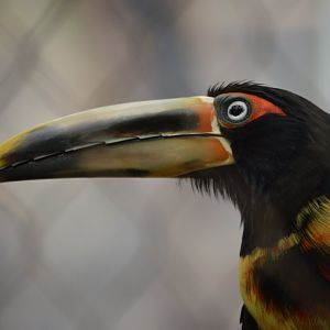 Pteroglossus frantzii
