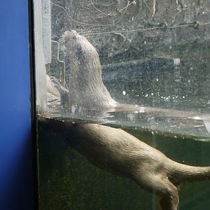 Eurasian Otter