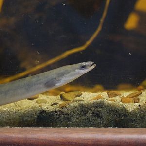 European Eel