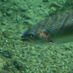 Rainbow Trout