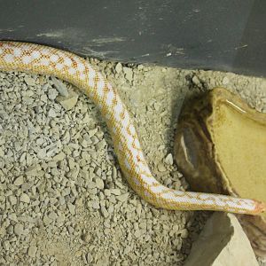 Snake ID
