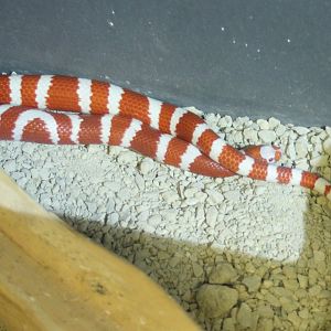 Milksnake morph