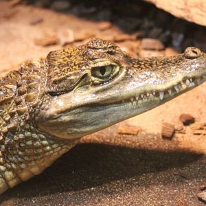 Spectacled caiman