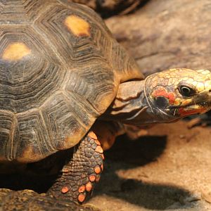 Red-footed tortoise