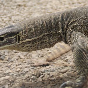 Varanus panoptes