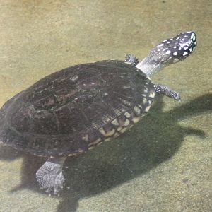 Geoclemys hamiltonii