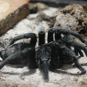 Tarantula ID