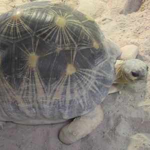 Astrochelys radiata
