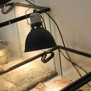 Tortoise-raising enclosures - Pyxis arachnoides and Testudo kleinmanni