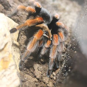 Red-knee tarantula