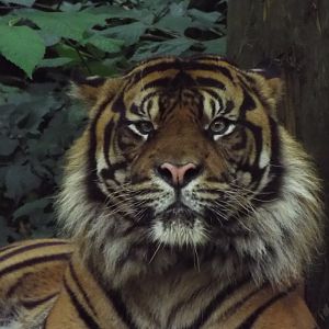 Sumatran Tiger Dudley Zoo