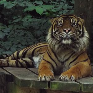 Sumatran Tiger Dudley Zoo