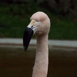 Flamingo Dudley Zoo