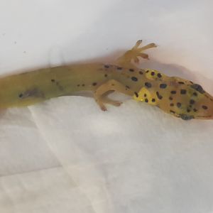 Pseudogecko smaragdinus