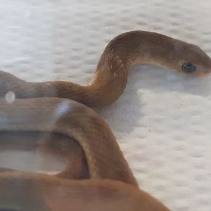 Egg-eating snake - Dasypeltis species ( Ghana )