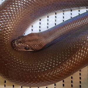 Brown rainbow boa - Epicrates maurus