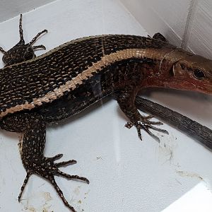 Zonosaurus laticaudatus