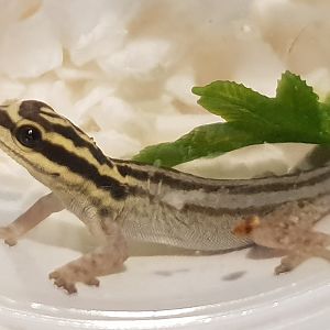 Lygodactylus kimhowelli