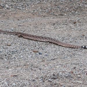rattlesnake (wild on grounds)