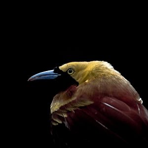 Lesser bird-of-paradise, Paradisaea minor