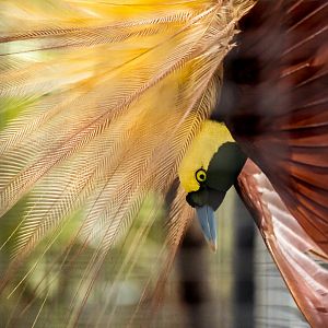 Greater bird-of-paradise, Paradisaea apoda