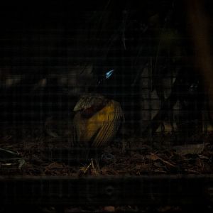 Magnificent bird-of-paradise, Diphyllodes magnificus chrysoptera