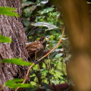 Magnificent bird-of-paradise, Diphyllodes magnificus chrysoptera