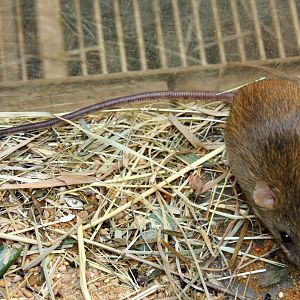 gray-headed thicket rat (Grammomys caniceps) 2010