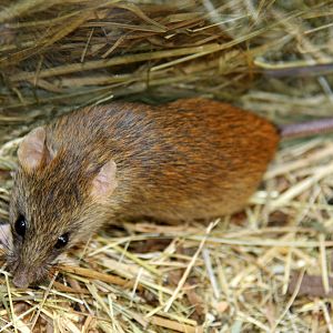 gray-headed thicket rat (Grammomys caniceps) 2010