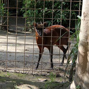 little red brocket (Mazama rufina)