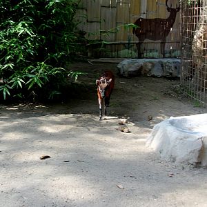 little red brocket (Mazama rufina) exhibit
